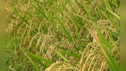 Cabinet Clears 'Dhan-Dhaanya Krishi' Scheme To Boost Farming In 100 Districts