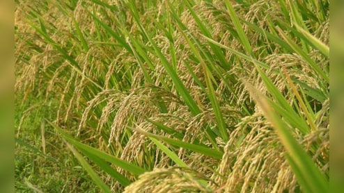 Cabinet Clears 'Dhan-Dhaanya Krishi' Scheme To Boost Farming In 100 Districts