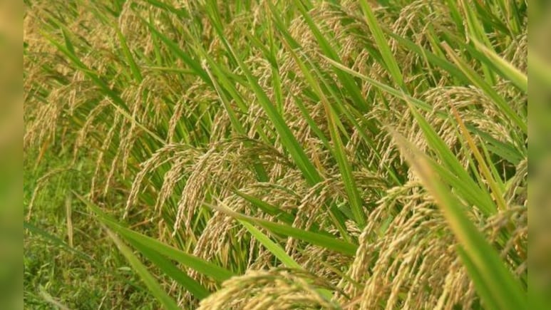 Cabinet Clears 'Dhan-Dhaanya Krishi' Scheme To Boost Farming In 100 Districts