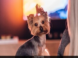 Dogs Watch Television Differently Based On Personality, Study Finds Dogs Watch Television Differently Based On Personality, Study Finds