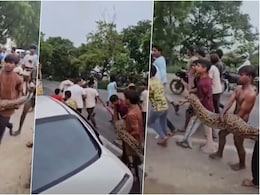 Video: In UP, Children Carry 15-Foot Python Bare-Handed, Treat It Like A Toy Video: In UP, Children Carry 15-Foot Python Bare-Handed, Treat It Like A Toy