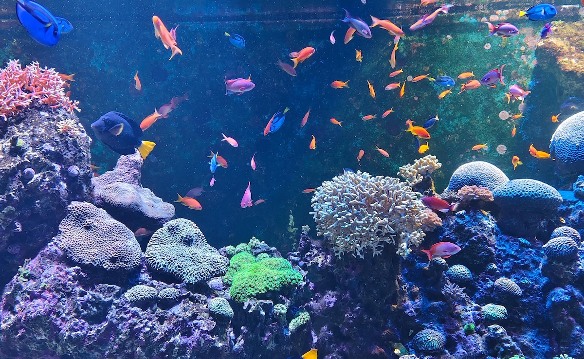 Mandarin Fishes. Photo: Author Mandarin Fishes. Photo: Author