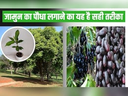 घर पर ऐसे उगाएं जामुन का पौधा, 4 से 5 साल में फलों से जाएगा लद | How To Grow Jamun Tree