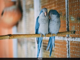 Discover The 8 Friendliest Pet Birds You'll Ever Meet Discover The 8 Friendliest Pet Birds You'll Ever Meet