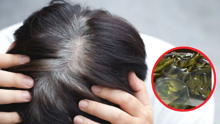 बस नारियल तेल में मिलाकर लगा लें ये 2 चीजें, आयुर्वेदिक डॉक्टर ने बताया सफेद बालों से मिल जाएगा छुटकारा बस नारियल तेल में मिलाकर लगा लें ये 2 चीजें, आयुर्वेदिक डॉक्टर ने बताया सफेद बालों से मिल जाएगा छुटकारा