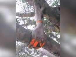 गिरती टहनी को थामती दूसरी टहनी बनी उम्मीद की मिसाल...वायरल पोस्ट को देख लोग बोले- सच में ईश्वर रक्षा करते हैं गिरती टहनी को थामती दूसरी टहनी बनी उम्मीद की मिसाल...वायरल पोस्ट को देख लोग बोले- सच में ईश्वर रक्षा करते हैं