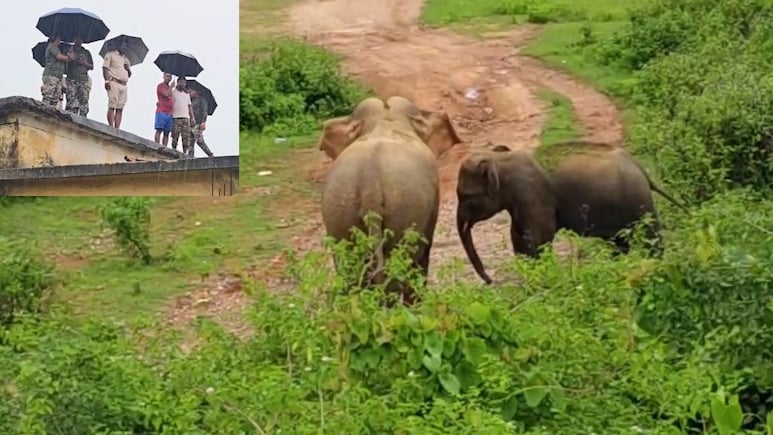 जशपुर के स्कूल में घुसी हथिनी और बच्चा, मचाया आतंक; वन विभाग ने छात्रों को भिजवाया घर