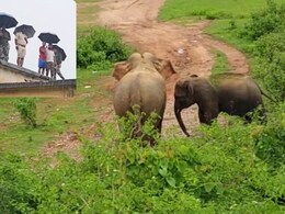 जशपुर के स्कूल में घुसी हथिनी और बच्चा, मचाया आतंक; वन विभाग ने छात्रों को भिजवाया घर जशपुर के स्कूल में घुसी हथिनी और बच्चा, मचाया आतंक; वन विभाग ने छात्रों को भिजवाया घर