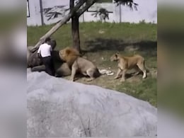 शेर के बाड़े में घुसा शख्स, जंगल के राजा ने किया पंजों से ताबड़तोड़ हमला, कमजोर दिल वाले न देखें VIDEO शेर के बाड़े में घुसा शख्स, जंगल के राजा ने किया पंजों से ताबड़तोड़ हमला, कमजोर दिल वाले न देखें VIDEO