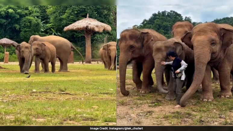 Watch: Heartwarming Reunion Between Elephants And Their Caretaker Melts Internet Watch: Heartwarming Reunion Between Elephants And Their Caretaker Melts Internet