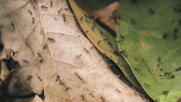 Michelin-Starred Restaurant In South Korea Serves Dish Topped With Ants, Lands In Legal Trouble