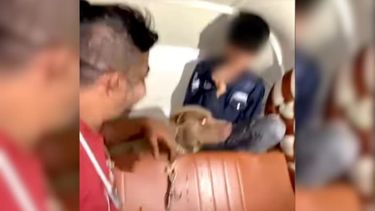 हंसता रहा मालिक, काटता रहा पिटबुल, 11 साल के बच्चे पर हुआ दिल दहला देने वाला हमला