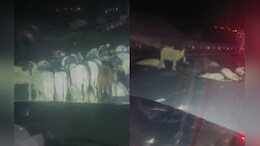 Rajasthan News: जैसलमेर में बस ने भेड़ों के रेवड़ को मारी टक्कर, भेड़ों के मालिक ग्वाले समेत 25 भेड़ों की हुई मौत&nbsp;
