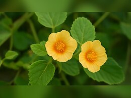 ये औषधि देगी आपके शरीर को मजबूती, मांसपेशियां और नसें नहीं होंगी कमजोर; क्या जानते हैं इसके फायदे