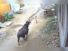 सांड ने पहले बच्चे को कुचला और फिर उसके ऊपर बैठ गया, दिल दहला देने वाला Video Viral सांड ने पहले बच्चे को कुचला और फिर उसके ऊपर बैठ गया, दिल दहला देने वाला Video Viral