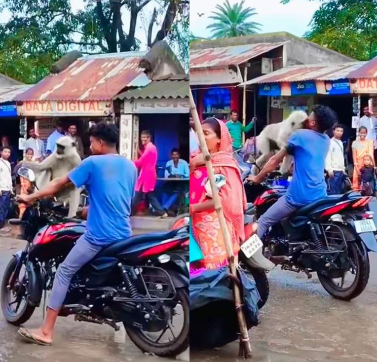 बाइक पर बिठाया लंगूर, अगले ही पल दिखाया जंगली रूप, चेहरे पर मारा झपट्टा, वीडियो में देखें खौफनाक हमला