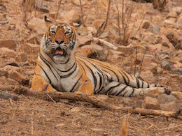 World Tiger Day: जल नहीं जंगल की रानी 'मछली', जो 14 फीट लंबे मगरमच्छ से भिड़ गई, बहादुरी पर बनी फिल्म भी World Tiger Day: जल नहीं जंगल की रानी 'मछली', जो 14 फीट लंबे मगरमच्छ से भिड़ गई, बहादुरी पर बनी फिल्म भी