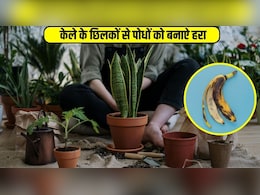 गमले में लगे पौधों को सूखने से कैसे बचाया जाए? जानिए केले के छिलकों से प्‍लांट की देखभाल का आसान तरीका