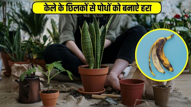 गमले में लगे पौधों को सूखने से कैसे बचाया जाए? जानिए केले के छिलकों से प्‍लांट की देखभाल का आसान तरीका