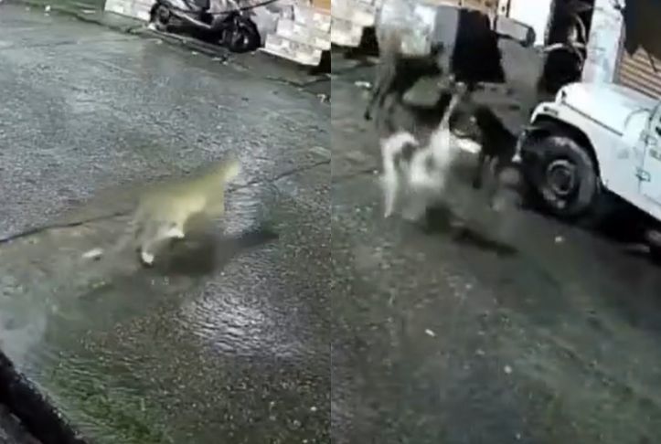 Watch: Dogs Mistake Leopard For Cat, Chase It Into Alley. Then This Happens