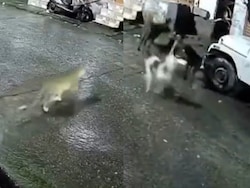 Watch: Dogs Mistake Leopard For Cat, Chase It Into Alley. Then This Happens