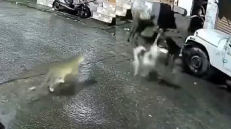 Watch: Dogs Mistake Leopard For Cat, Chase It Into Alley. Then This Happens