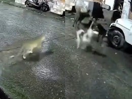 Watch: Dogs Mistake Leopard For Cat, Chase It Into Alley. Then This Happens Watch: Dogs Mistake Leopard For Cat, Chase It Into Alley. Then This Happens