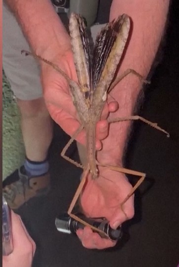 Scientists Identify New Stick Insect Species Weighing As Much As Golf Ball