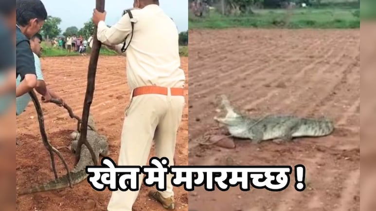 खेतों में काम कर रहे थे किसान, पहुंच गया मगरमच्छ...कैमरे में कैद हुआ live रेस्क्यू ऑपरेशन
