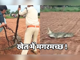 खेतों में काम कर रहे थे किसान, पहुंच गया मगरमच्छ...कैमरे में कैद हुआ live रेस्क्यू ऑपरेशन खेतों में काम कर रहे थे किसान, पहुंच गया मगरमच्छ...कैमरे में कैद हुआ live रेस्क्यू ऑपरेशन