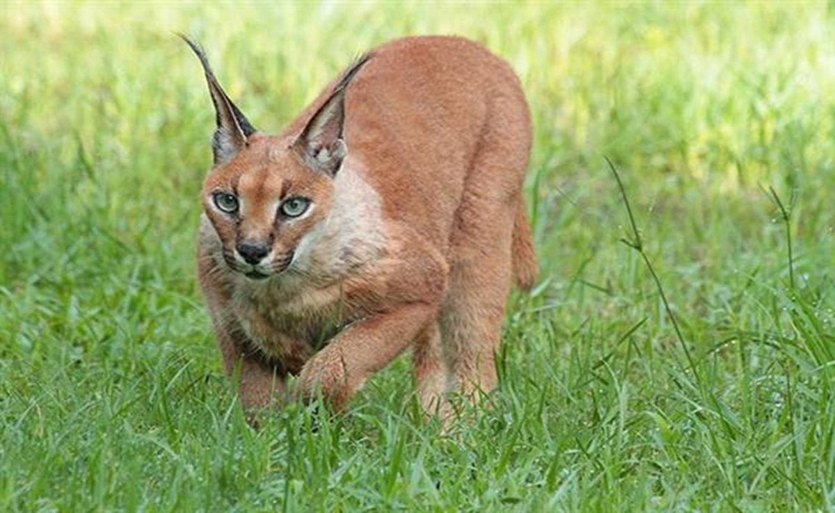 MP में पाया गया दुर्लभ स्याहगोश; Caracal लिये सुरक्षित स्थान बना ये वन्यजीव अभ्यारण्य