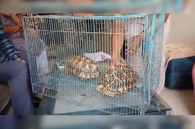 वन्य जीव अधिनियम के तहत कछुए शेड्यूल फर्स्ट की श्रेणी में आते हैं वन्य जीव अधिनियम के तहत कछुए शेड्यूल फर्स्ट की श्रेणी में आते हैं