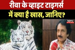 Exclusive Interview: Rewa के White Tigers में क्या है खास? Maharaja Pushpraj Singh से जानिए Exclusive Interview: Rewa के White Tigers में क्या है खास? Maharaja Pushpraj Singh से जानिए