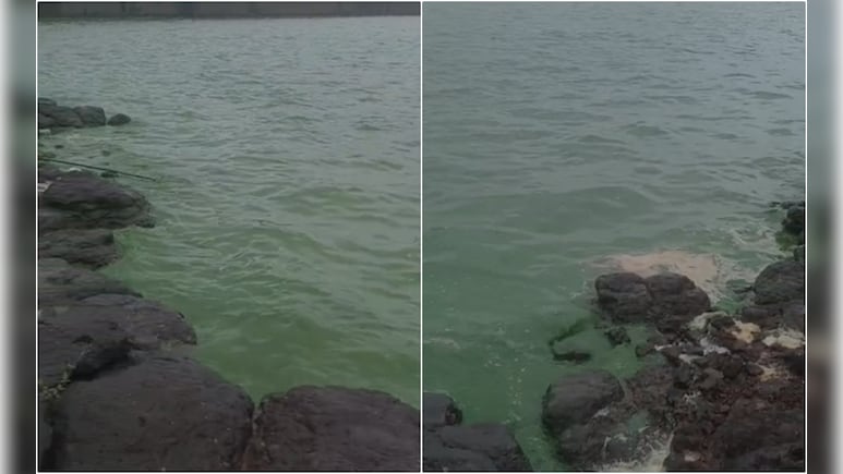 महाराष्ट्र के पुणे में बांध का पानी हुआ हरा, पानी इस्तेमाल करने वाले लोगों के माथे पर शिकन महाराष्ट्र के पुणे में बांध का पानी हुआ हरा, पानी इस्तेमाल करने वाले लोगों के माथे पर शिकन