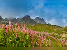 विश्व धरोहर फूलों की घाटी पर्यटकों के लिए बंद, इस साल 15 हजार दर्शकों ने किया दीदार विश्व धरोहर फूलों की घाटी पर्यटकों के लिए बंद, इस साल 15 हजार दर्शकों ने किया दीदार