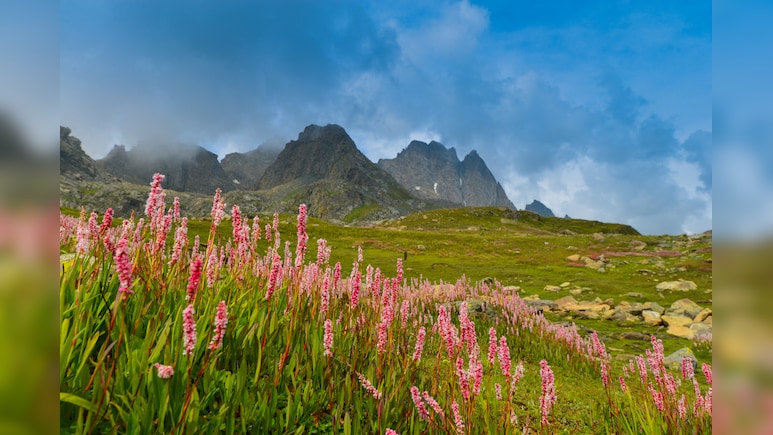 विश्व धरोहर फूलों की घाटी पर्यटकों के लिए बंद, इस साल 15 हजार दर्शकों ने किया दीदार विश्व धरोहर फूलों की घाटी पर्यटकों के लिए बंद, इस साल 15 हजार दर्शकों ने किया दीदार