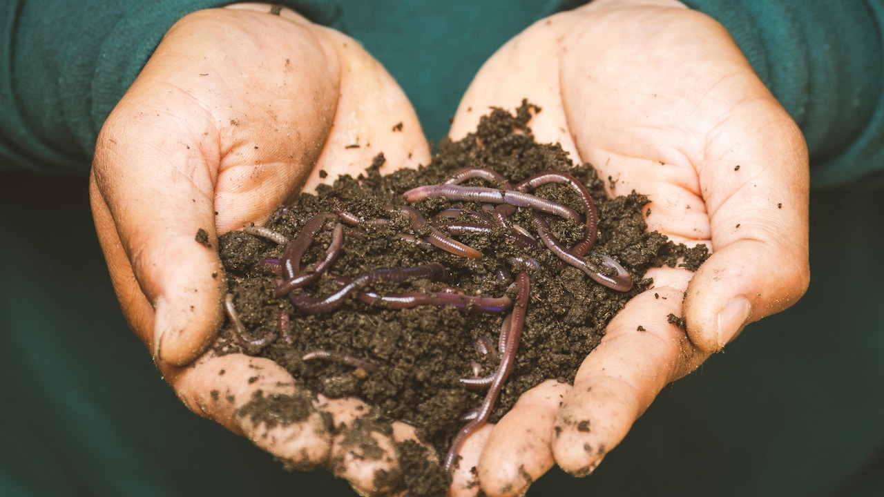 Fertilizer that keeps your plant healthy and boosts plants growth