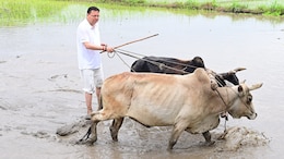 In Pics: Uttarakhand Chief Minister Plants Paddy, Says "Remembered Old Days"