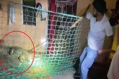 Haridwar: Crocodile Strays Into A House, Rescued And Released Back Into Water Haridwar: Crocodile Strays Into A House, Rescued And Released Back Into Water