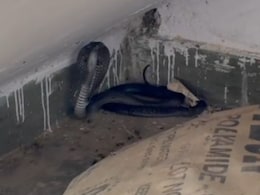 Rajasthan: थाने में घुस गया 5 फीट का कोबरा, रेस्क्यू करने के लिए पुलिसकर्मियों ने वीडियो कॉल पर ली टिप्स