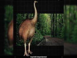 Scientists To Resurrect Tallest Bird To Have Ever Lived On Earth Scientists To Resurrect Tallest Bird To Have Ever Lived On Earth