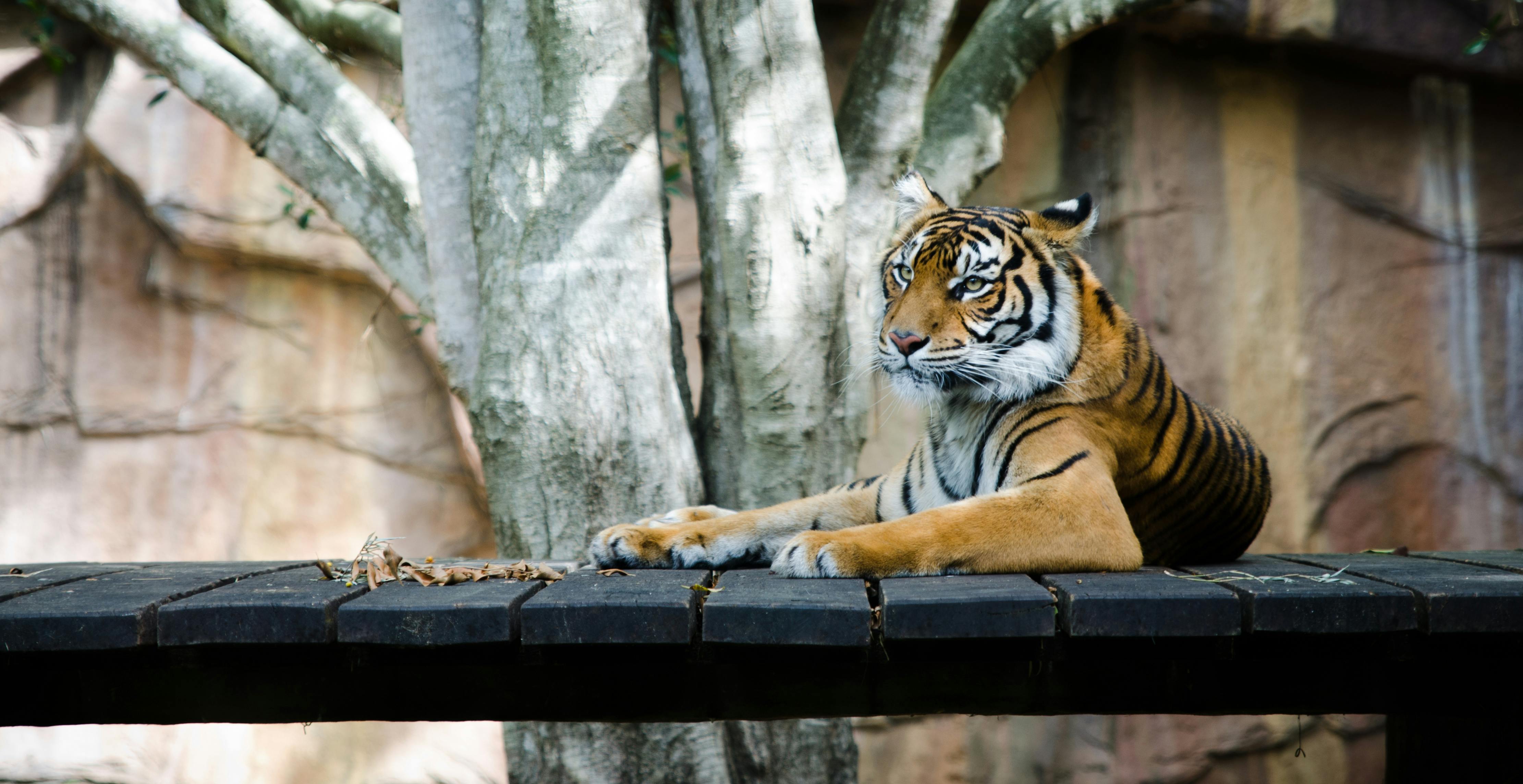 Denmark Zoo Asks People To Donate Their Small Pets As Food For Its Predators