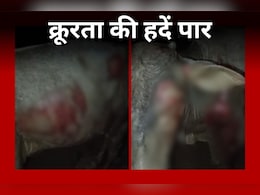 Rewa News: ऑटो के पीछे गाय को बांधा और कई मीटर तक घसीटा, Video Viral होने पर पुलिस ने ऐसे सिखाया सबक Rewa News: ऑटो के पीछे गाय को बांधा और कई मीटर तक घसीटा, Video Viral होने पर पुलिस ने ऐसे सिखाया सबक