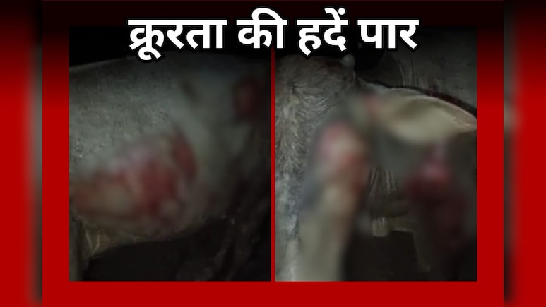 Rewa News: ऑटो के पीछे गाय को बांधा और कई मीटर तक घसीटा, Video Viral होने पर पुलिस ने ऐसे सिखाया सबक Rewa News: ऑटो के पीछे गाय को बांधा और कई मीटर तक घसीटा, Video Viral होने पर पुलिस ने ऐसे सिखाया सबक