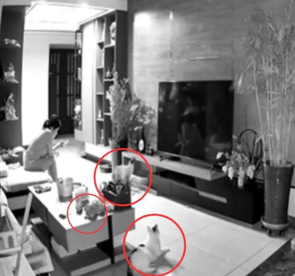 बिल्ली ने बचाई मालकिन की जान, खतरे से पहले ही दी अलर्ट की चेतावनी, CCTV फुटेज वायरल
