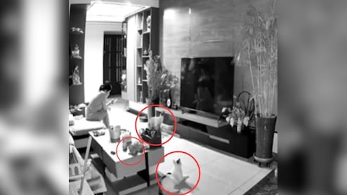 बिल्ली ने बचाई मालकिन की जान, खतरे से पहले ही दी अलर्ट की चेतावनी, CCTV फुटेज वायरल