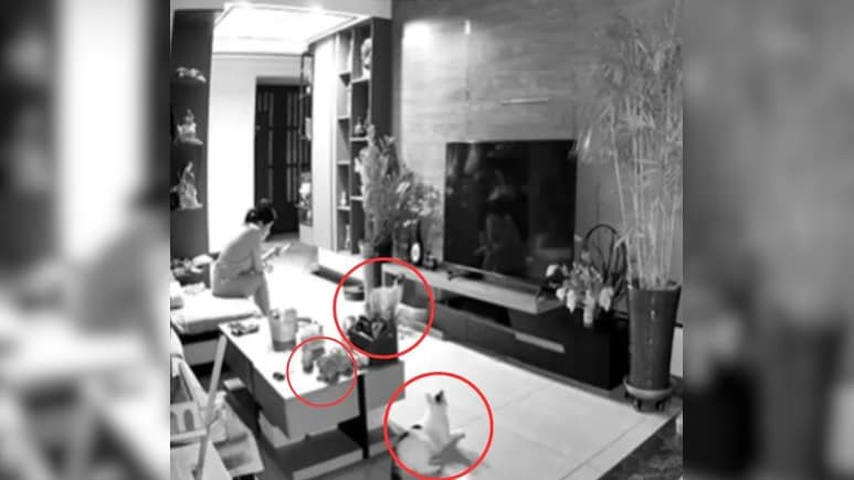 बिल्ली ने बचाई मालकिन की जान, खतरे से पहले ही दी अलर्ट की चेतावनी, CCTV फुटेज वायरल