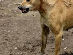 49 Rabies Cases In Delhi This Year, Over 65,000 Stray Dogs Sterilised In 6 Months