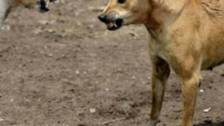 49 Rabies Cases In Delhi This Year, Over 65,000 Stray Dogs Sterilised In 6 Months