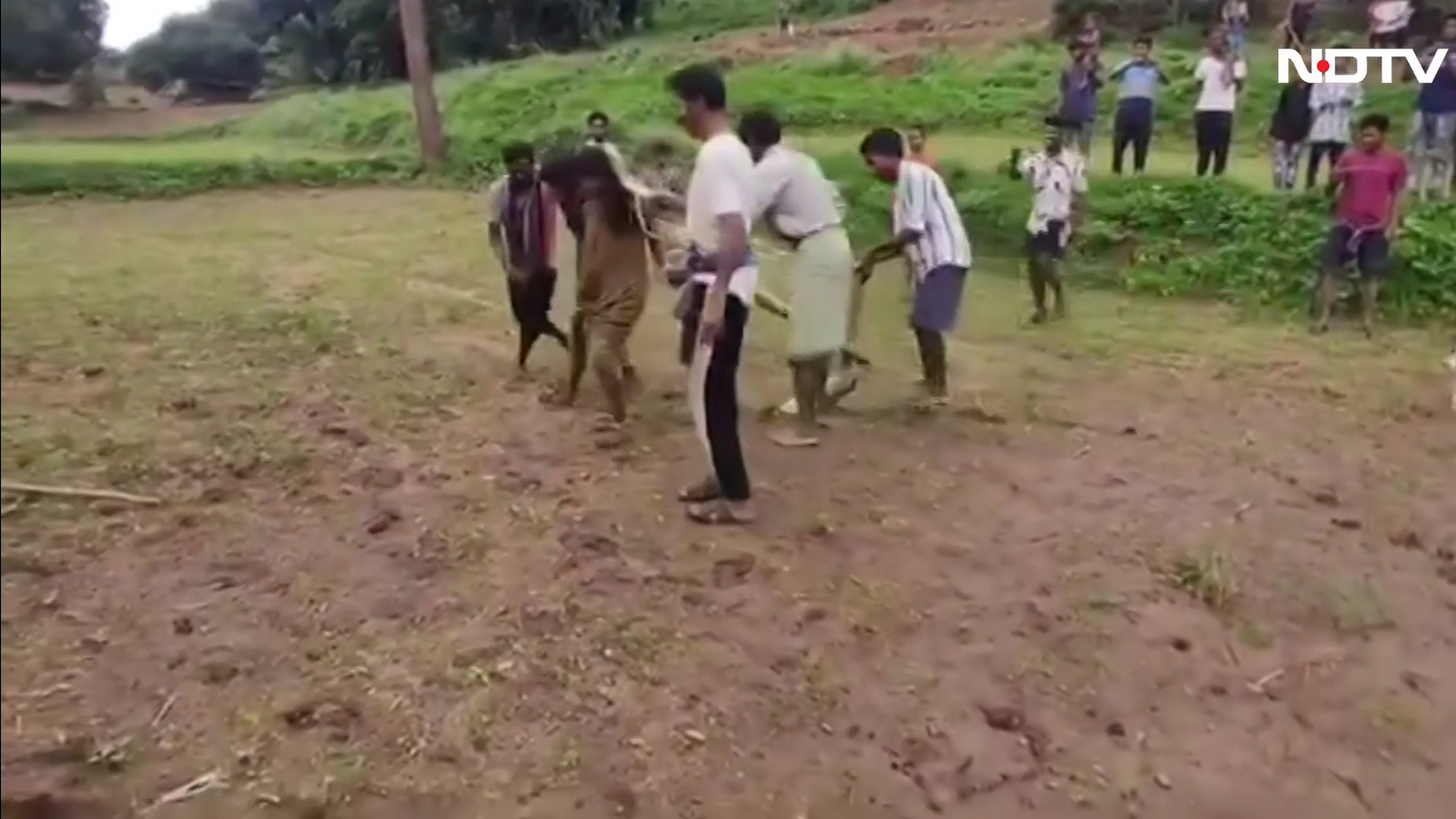 Villagers Object To Marriage, Couple Tied To Yoke Like Oxen, Made To Plough Field